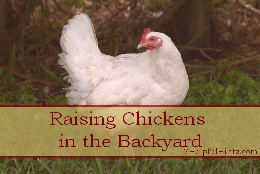 raising chickens in the backyard