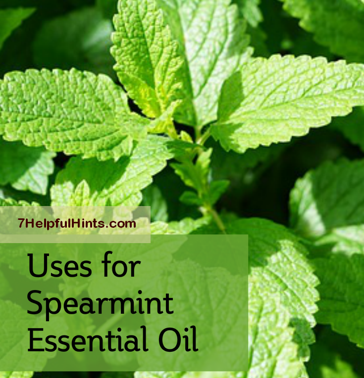 uses for spearmint essential oil