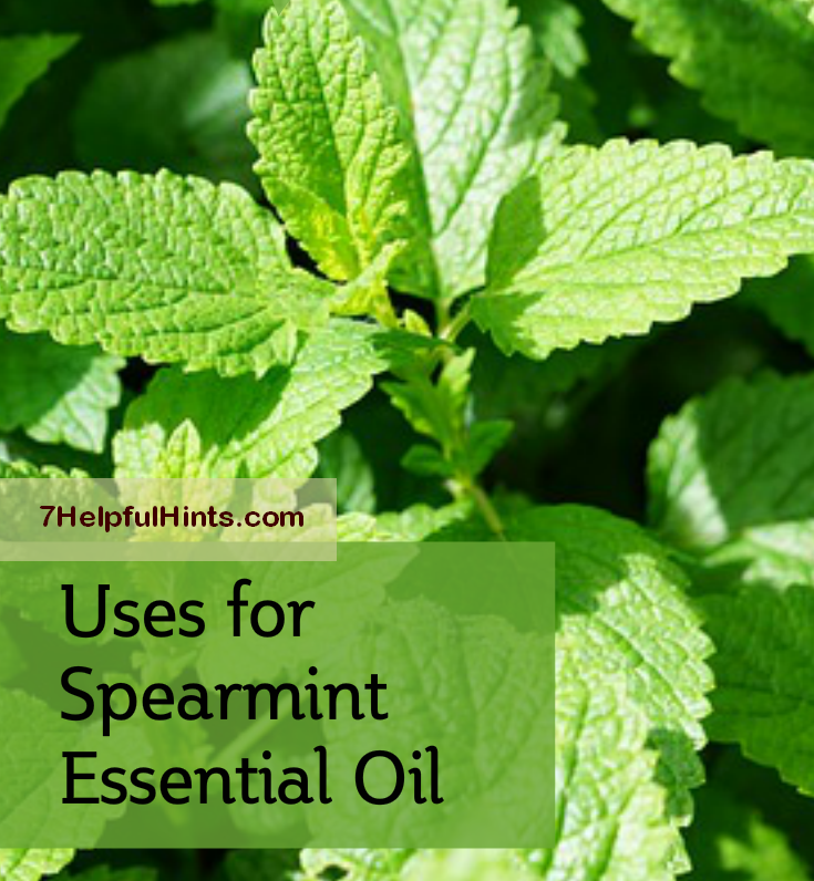 uses for spearmint essential oil