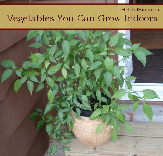 what vegetables grow well indoors
